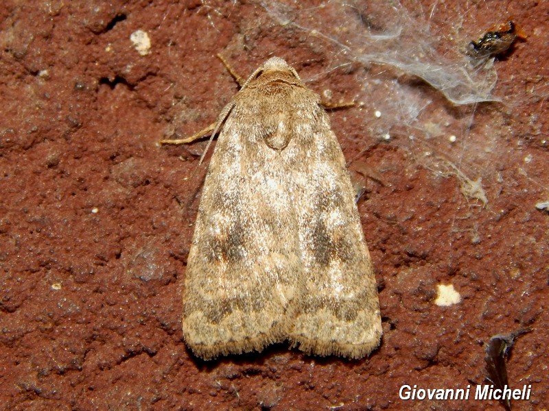 Alcune falene da confermare/identificare